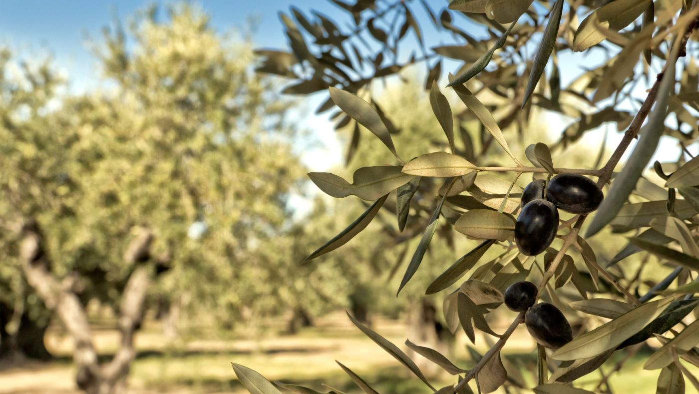 Εσύ το ήξερες; – Πως μπορείς να υπολογίσεις την ηλικία μιας ελιάς;