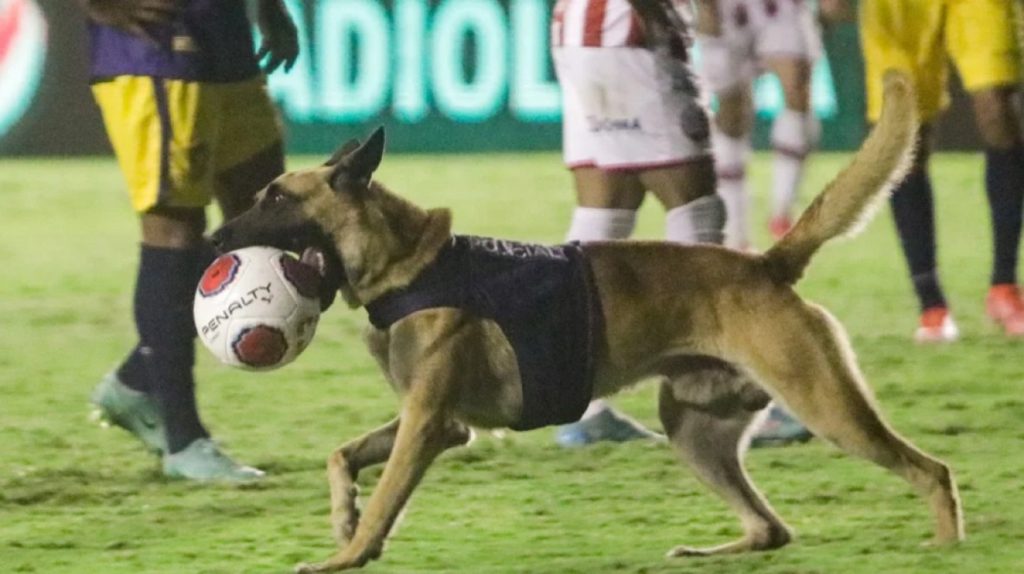 Βίντεο: Η στιγμή που σκύλος της αστυνομίας εισβάλει σε αγωνιστικό χώρο και κλέβει την μπάλα