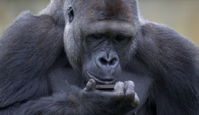 Γορίλας εθισμένος σε ηλεκτρονικές συσκευές! – Το είδαμε κι αυτό!