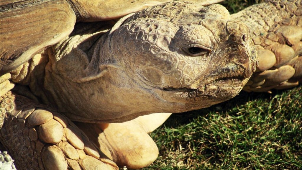 Ο 190 ετών Jonathan έγινε η γηραιότερη χελώνα του κόσμου