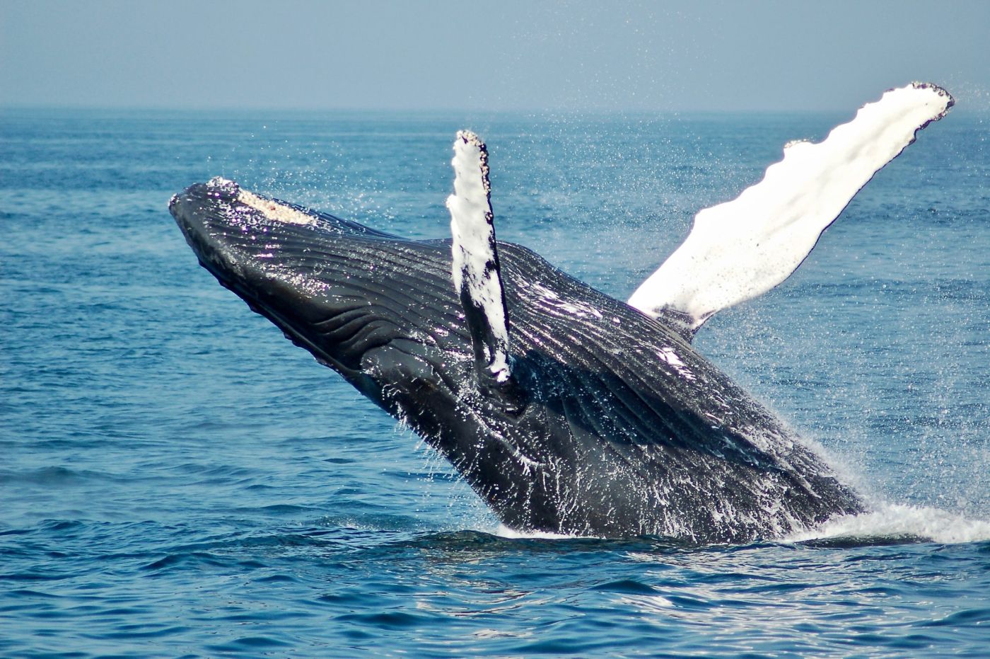 Τρόμος για τουρίστες στο Μεξικό – Εκτοξεύτηκαν στον αέρα όταν το πλοίο τους χτύπησε μια… φάλαινα (βίντεο)