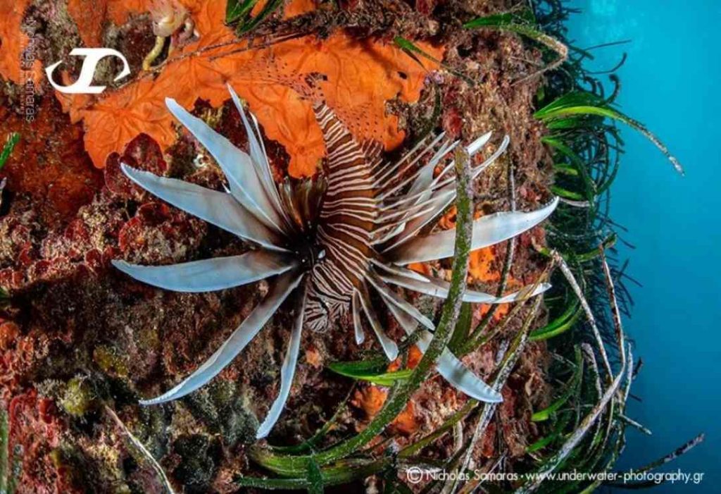 Χαλκιδική: Υποβρύχιος φωτογράφος «έπιασε» με τον φακό του τροπικό λεοντόψαρο