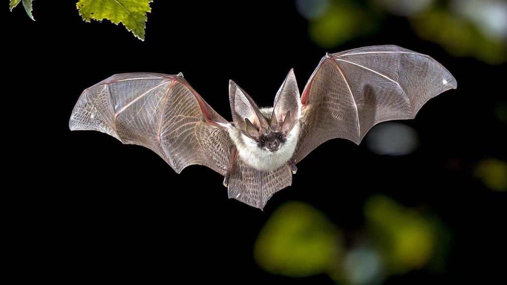 «Καμπανάκι» από τους επιστήμονες: Οι νυχτερίδες θα μεταδώσουν χιλιάδες νέους ιούς μέχρι το 2070