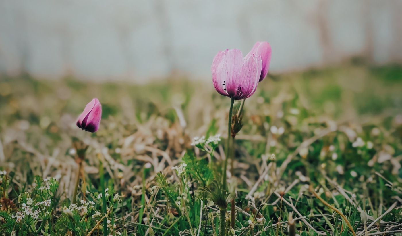 «Χαλάει» ο καιρός: Με βροχές στα βορειοδυτικά και πτώση της θερμοκρασίας η Πρωτομαγιά (χάρτης)