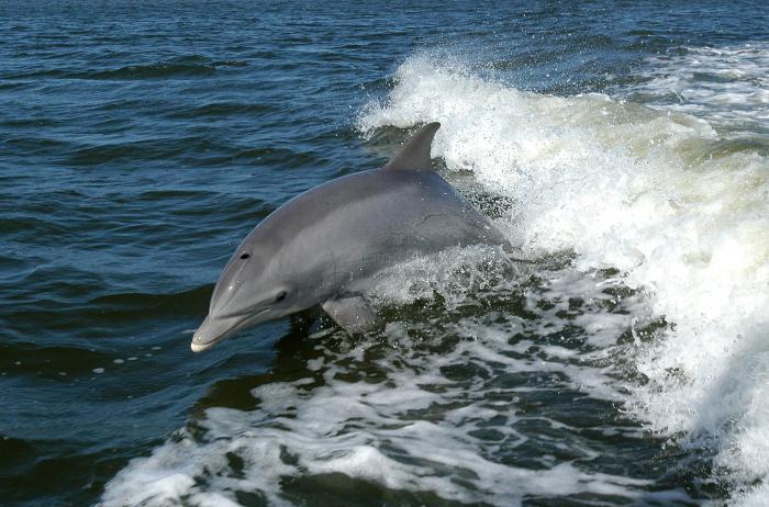 Εκπαιδευμένα δελφίνια έχει αναπτύξει η Μόσχα στη ναυτική βάση της στη Μαύρη Θάλασσα