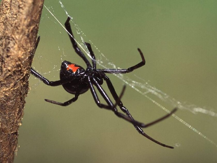 Πήλιο: Αράχνη «μαύρη χήρα» τσίμπησε 4χρονο αγοράκι – Διακομίστηκε εκτάκτως στην Αθήνα