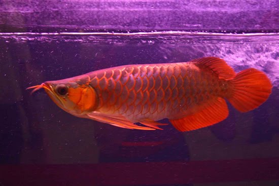 Arowana: Το ψάρι «κόκκινος δράκος» που θεωρείται ότι φέρνει καλή τύχη