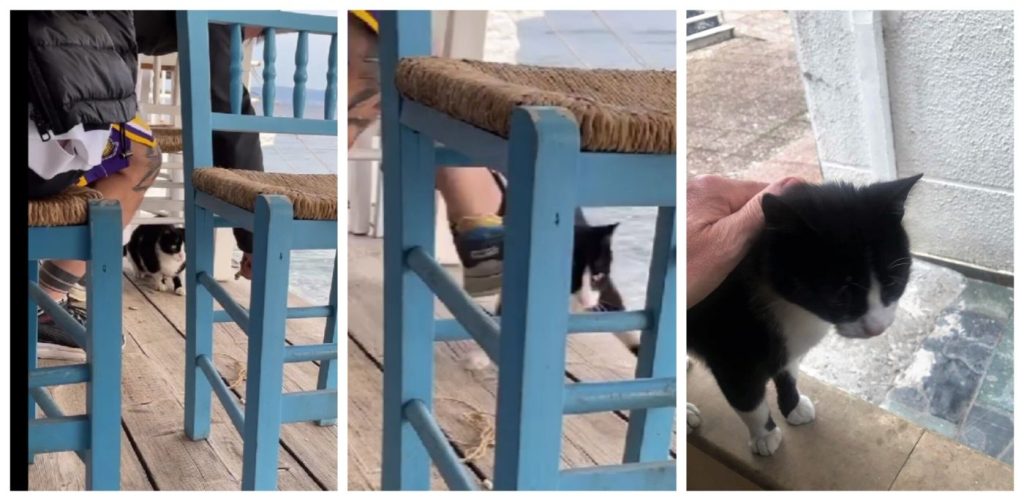 Αιδηψός – Σοκαρισμένη η ιδιοκτήτρια της ψαροταβέρνας: «Αυτά τα δύο τα γατιά είναι δικά μας»