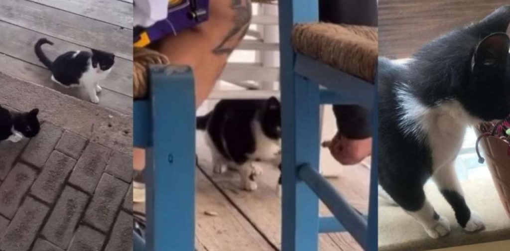 Αιδηψός: Εντοπίστηκε & συνελήφθη ο άνδρας που κλώτσησε το γατάκι