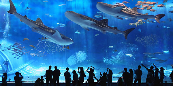 «Μαγικές» εικόνες από το ενυδρείο Churaumi Aquarium της Ιαπωνίας (φωτο)