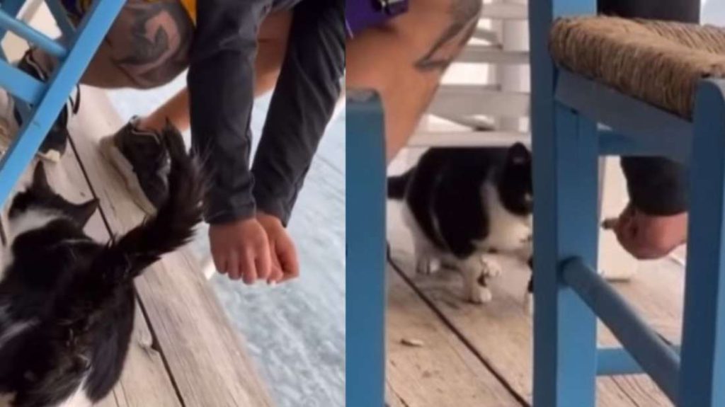 Αιδηψός: Συγγνώμη ζητά ο νεαρός που τράβηξε το βίντεο με την κακοποίηση της γάτας στην ψαροταβέρνα
