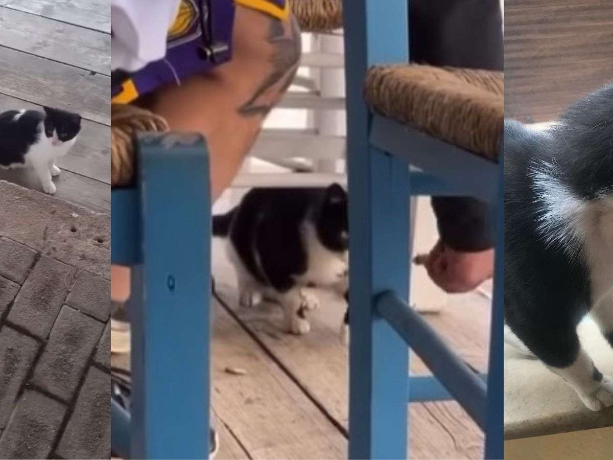 Αντιμέτωπος με ποινή φυλάκισης 10 ετών ο 30χρονος που κλώτσησε γάτα στην Αιδηψό