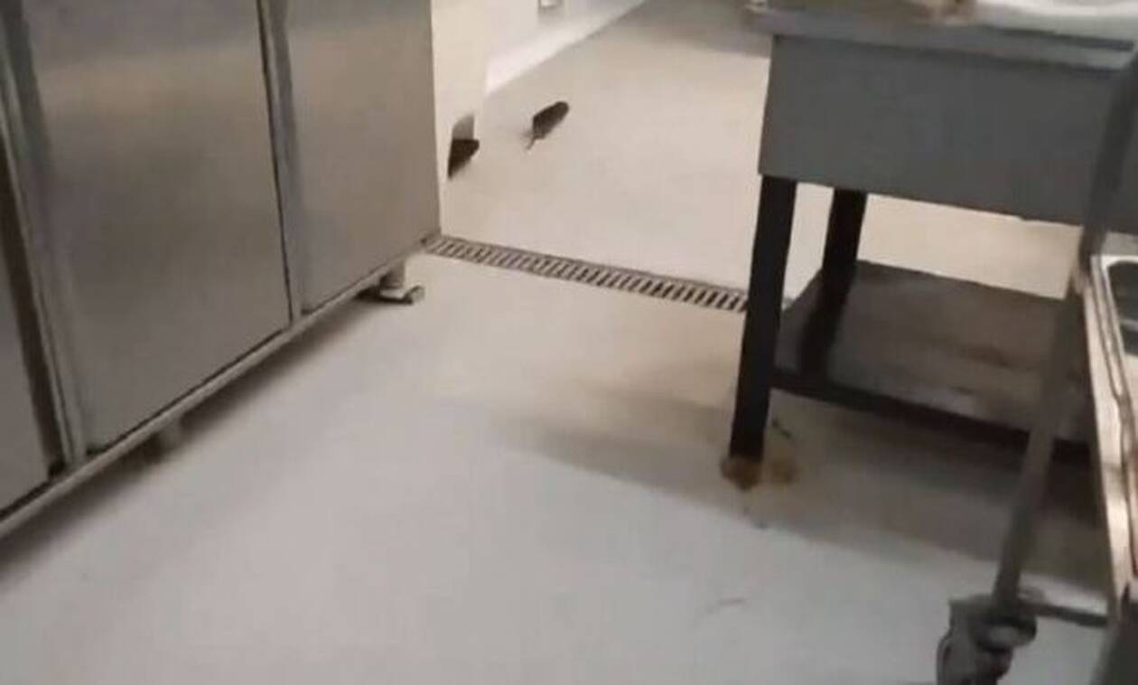 Απαράδεκτες εικόνες από τη Λέσχη του ΑΠΘ: Ποντίκια κυκλοφορούν μέσα στην κουζίνα (βίντεο)