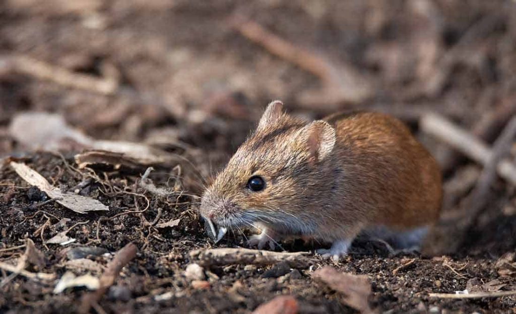 Νέα έρευνα για τις πανδημίες: Tα ποντίκια των πόλεων δεν προκαλούν ανησυχία – Πιο επικίνδυνη η κλιματική αλλαγή