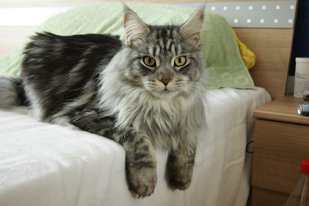Πάτρα: 24χρονος σκότωσε γάτα με ξυράφι – Η κυνική ομολογία