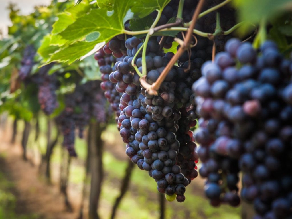 Τα 5 μοναδικά οφέλη υγείας που έχουν τα μαύρα σταφύλια – Θερμίδες & θρεπτικά συστατικά