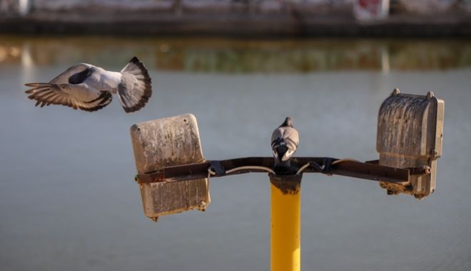 Θεσσαλονίκη: Φυλάκιση 12 μηνών σε 50χρονο που αποκεφάλισε περιστέρι