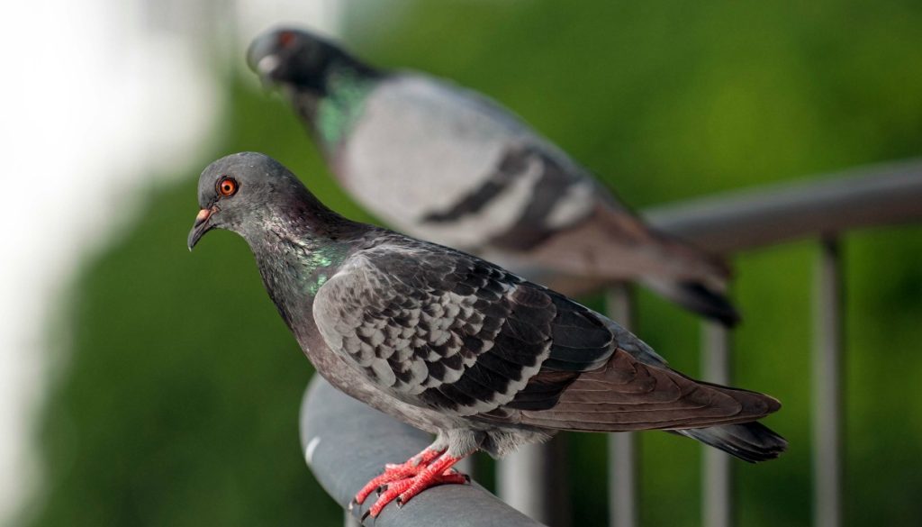 Θεσσαλονίκη: Ποινή φυλάκισης 12 μηνών με τριετή αναστολή σε 50χρονο που αποκεφάλισε περιστέρι