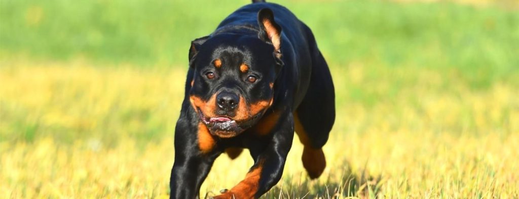 Θεσσαλονίκη: Τέσσερα ροτβάιλερ κατασπάραξαν έναν σκύλο & 17 κότες – «Μιλάμε για μακελειό»