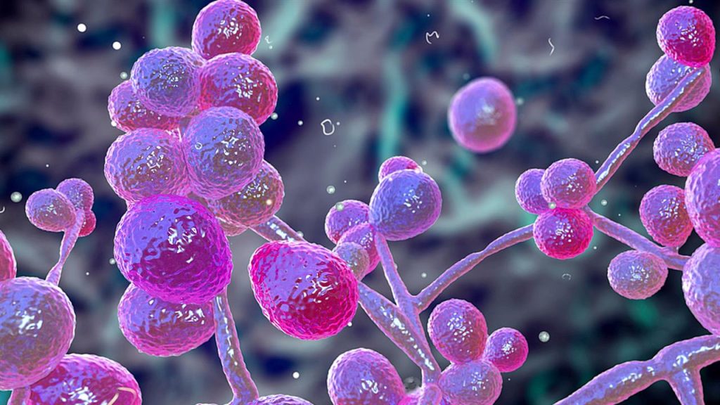 ΕΟΔΥ για την Candida Auris: Πότε αποτελεί κίνδυνο