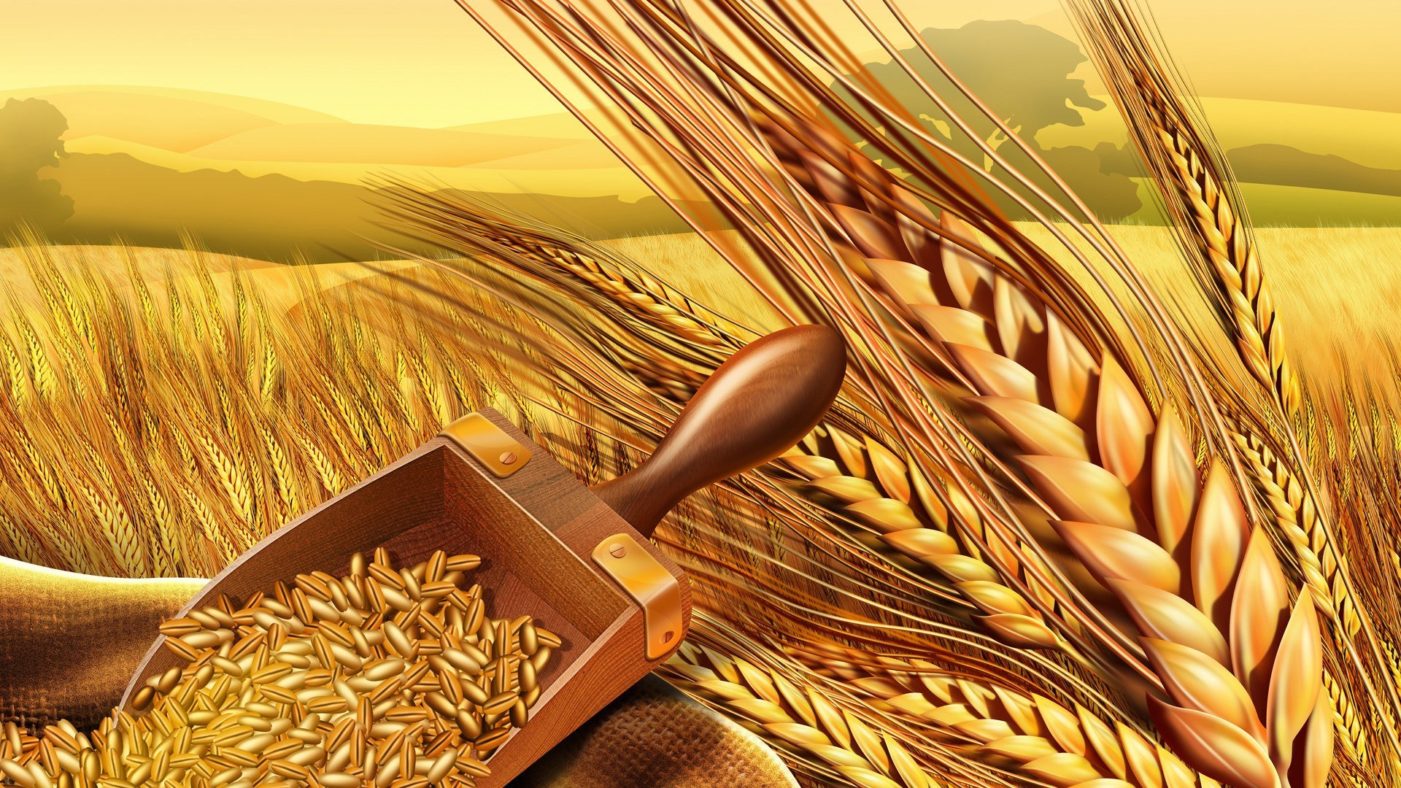 Ρωσία: «25 εκατ. τόνοι δημητριακών θα είναι η “προίκα” των νέων κρατών που θα διαδεχθούν την Ουκρανία»