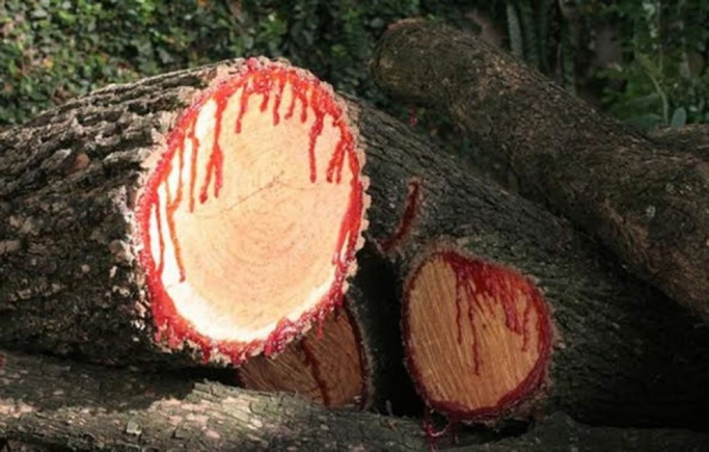 Εντυπωσιακές εικόνες από το παράξενο δέντρο που… ματώνει! (φωτο)