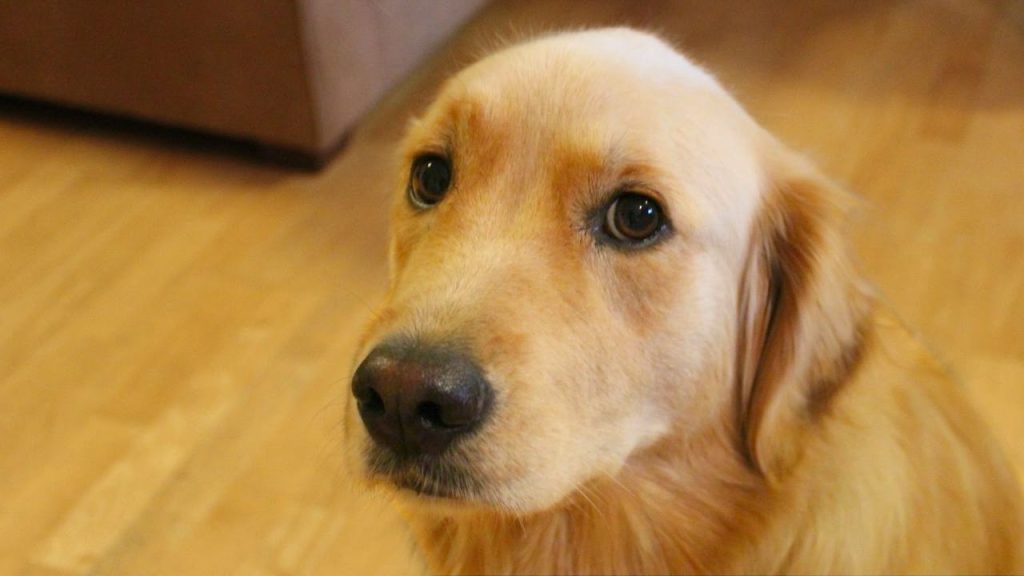 «Κάψιμο»: Ο σκύλος που γίνεται… γάτα! (βίντεο)