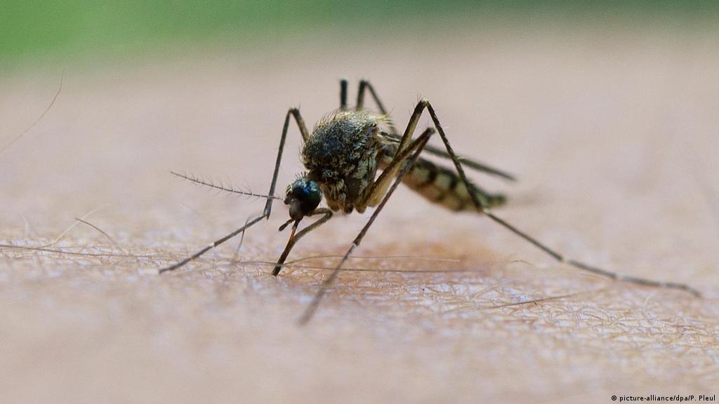 Κουνούπια τέλος: Οι τρεις τροφές που πρέπει να σταματήσετε να τρώτε για να μην σας τσιμπάνε
