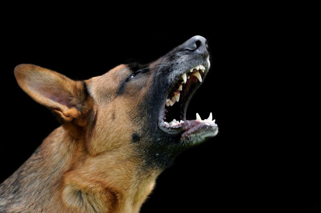 Ιεράπετρα: 57χρονη δέχθηκε επίθεση από δύο σκυλιά – Νεκρό το σκυλάκι της