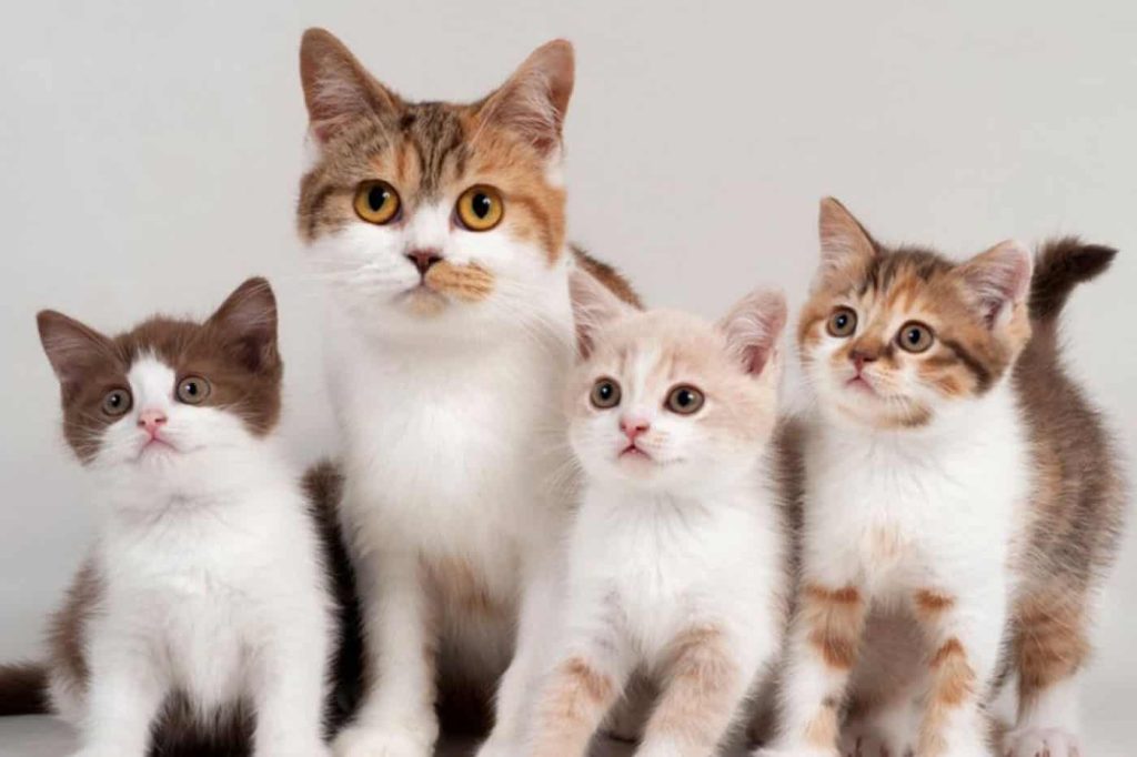 Νέα κτηνωδία στην Κύπρο: Σκότωσαν, κρέμασαν γατάκια και έγραψαν με το αίμα τους σε τοίχους