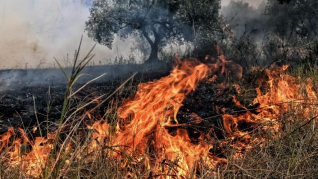 Φωτιά σε δασική έκταση στο Αιάντειο Σαλαμίνας