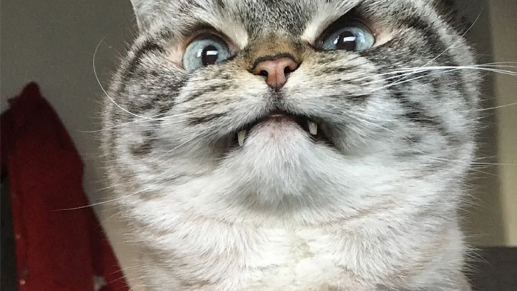 Φρίκη στο Ριζόμυλο Μαγνησίας: 72χρονος βρέθηκε νεκρός και φαγωμένος από τις γάτες του!