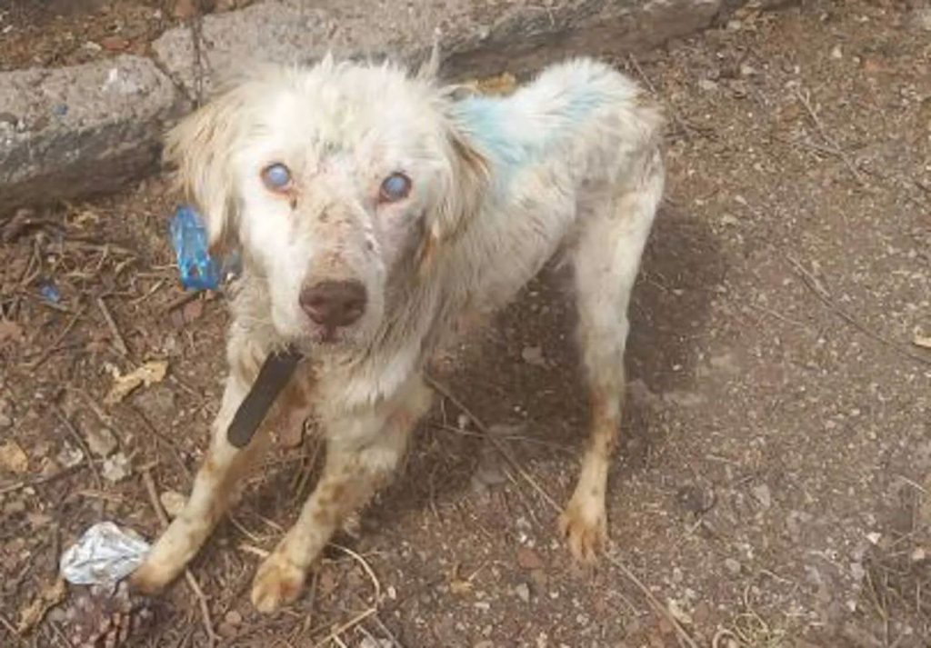 Ακραία κακοποίηση τυφλού σκύλου στη Φθιώτιδα – Τον είχαν αλυσοδεμένο για χρόνια