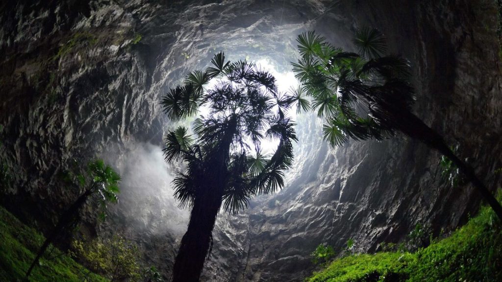 Βίντεο: Βρέθηκε παρθένο δάσος στα έγκατα της γης!