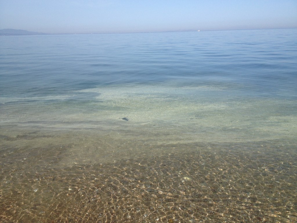 Κιτρίνισε η θάλασσα στις παραλίες της Πάτρας – Πού οφείλεται (βίντεο)