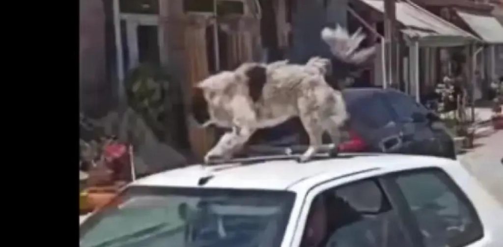 Καρδίτσα: Χειροπέδες στον άνδρα που έκανε βόλτες με τον σκύλο του στην οροφή του αυτοκινήτου