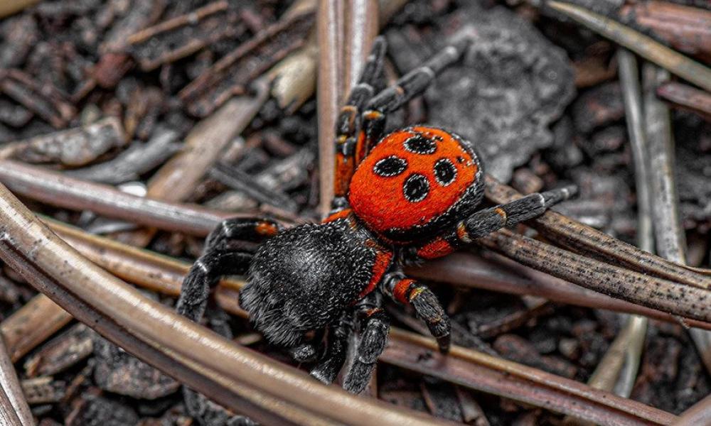 Πόρος: Εντοπίστηκε σπάνιο είδος αράχνης που συναντάται στο εξωτερικό