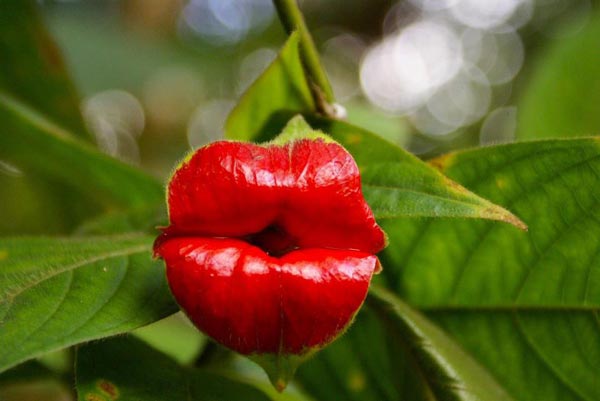 Psychotria Elata: Το σπάνιο φυτό με τα σαρκώδη χείλη για… φίλημα!