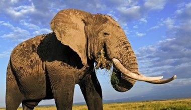 Το μεγαλείο των ζώων: Ελέφαντας σώζει αντιλόπη από πνιγμό (βίντεο)