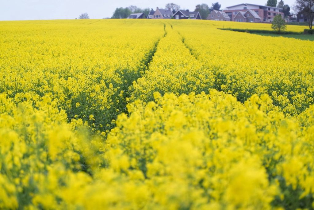 Το φάρμακο των αρχαίων Ελλήνων που συνοδεύει πλέον πολλά φαγητά