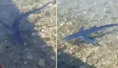 Γαλάζιος καρχαρίας έκοβε βόλτες στον Μύτικα Αιτωλοακαρνανίας (βίντεο)