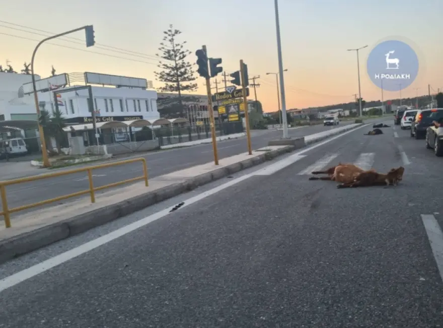 Ρόδος: Ταξί συγκρούστηκε με κοπάδι αιγοπροβάτων – Νεκρά τρία ζώα