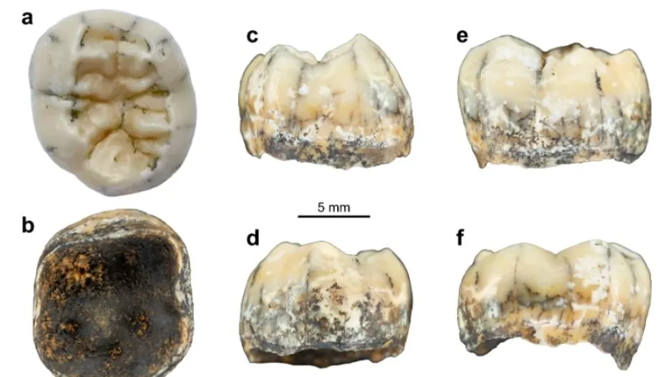 Βρέθηκε παιδικό δόντι ηλικίας 130.000 ετών από «ξάδελφο» των Νεάντερταλ