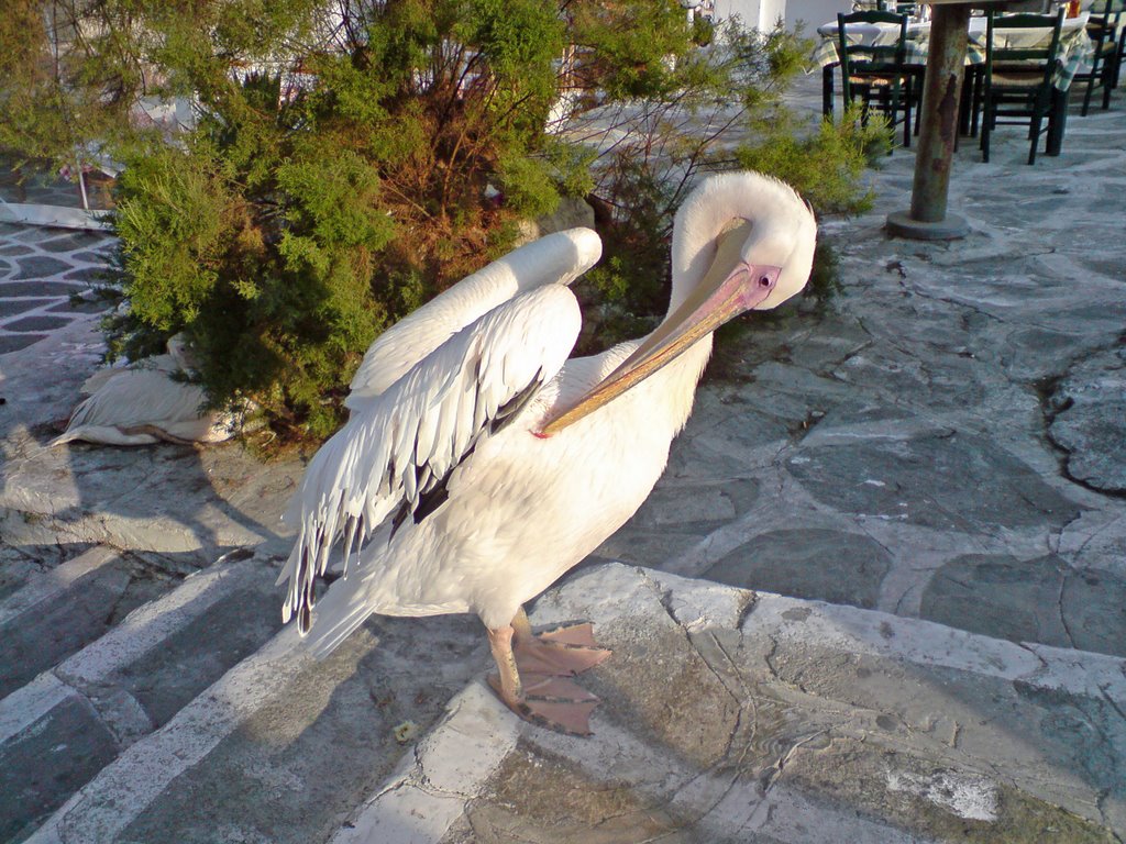 «Ζωηρός» πελεκάνος στην Μύκονο – Γυναίκα πήγε να βγάλει φωτογραφία μαζί του & κόντεψε να την… φάει! (βίντεο)