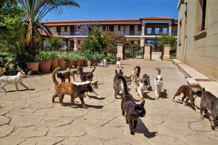 Το αρχαίο μοναστήρι της Κύπρου που έγινε το «βασίλειο» της γάτας (φωτο-βιντεο)