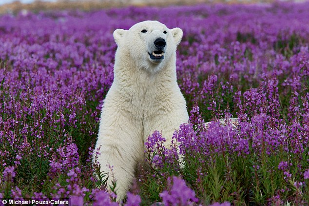 Σπάνιο θέαμα: Μια πολική αρκούδα στους ανθισμένους αγρούς (φωτο)