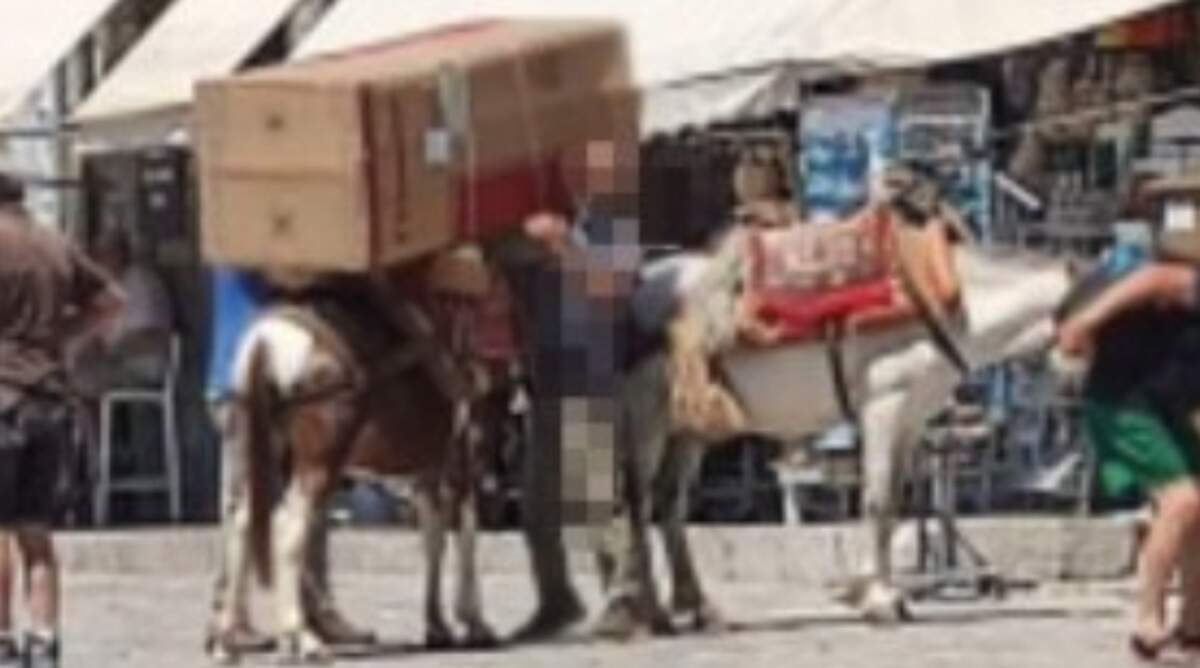 Ο Δήμαρχος Ύδρας: «Το ζώο που κουβαλούσε ψυγείο δεν είναι γαϊδούρι… είναι μουλάρι που φορτώνεται έως 100kg»