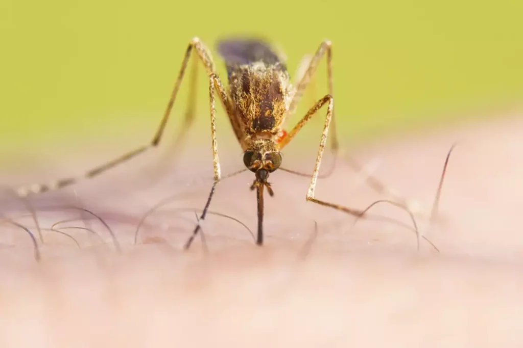 Πως θα εξαφανίσετε τα κουνούπια από το σπίτι σας