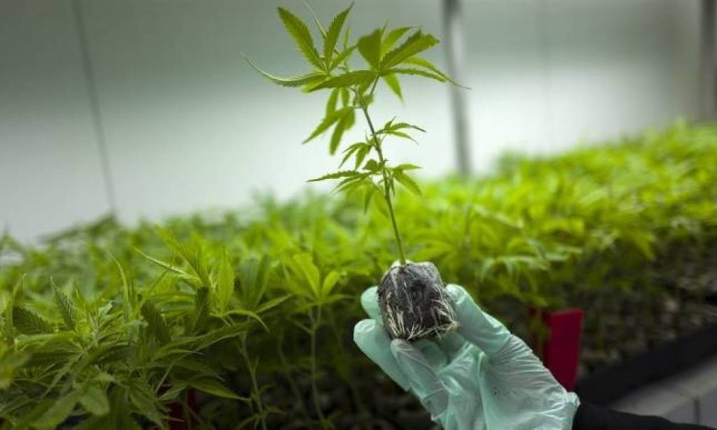 Φαρμακευτική κάνναβη: Σε ποιες περιπτώσεις χορηγείται – Εξετάζεται η επέκταση της χορήγησής της