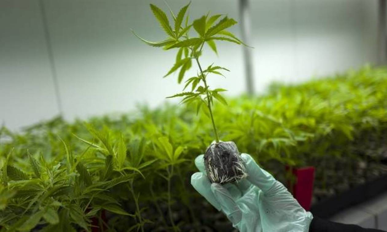 Φαρμακευτική κάνναβη: Σε ποιες περιπτώσεις χορηγείται – Εξετάζεται η επέκταση της χορήγησής της
